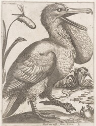 Sacco Marino (pelican)