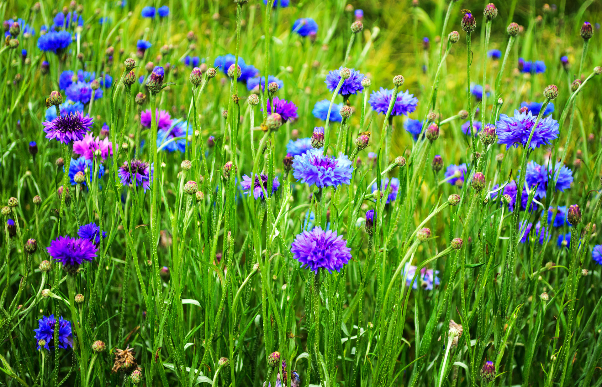 Cornflower