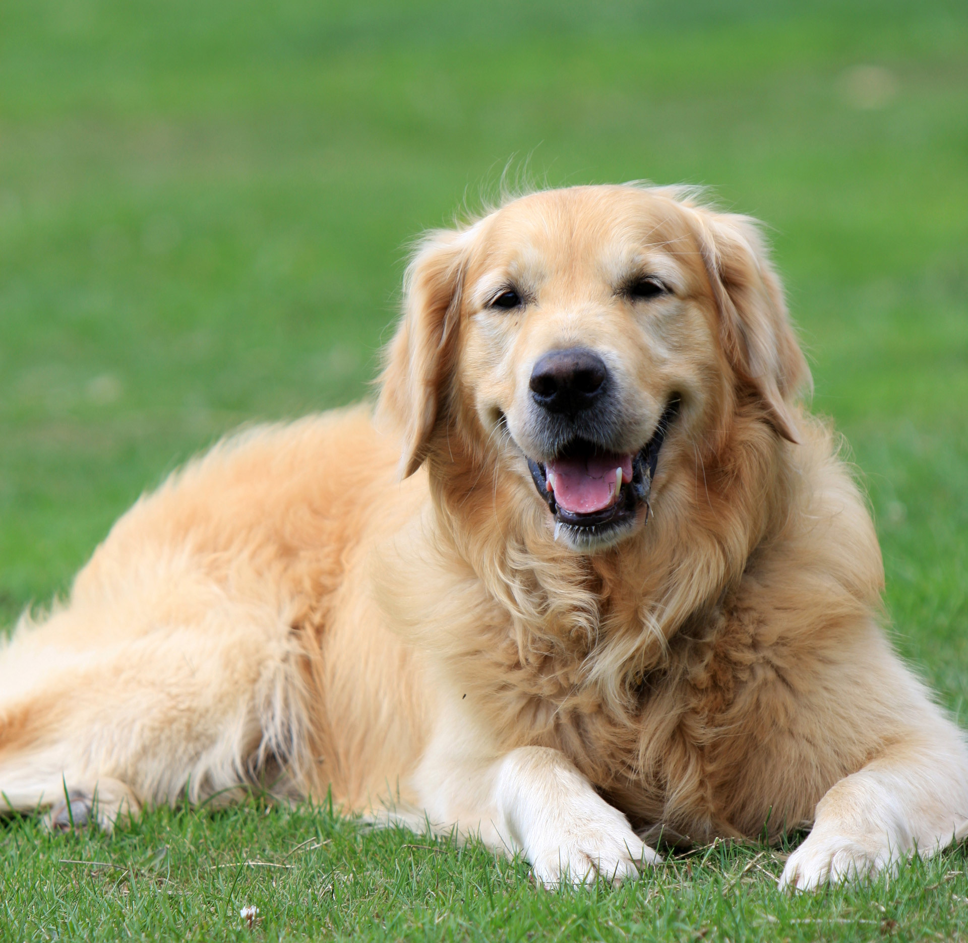 Golden Retriever Dog