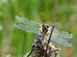 Dragonfly resting on a branch, sunbathing