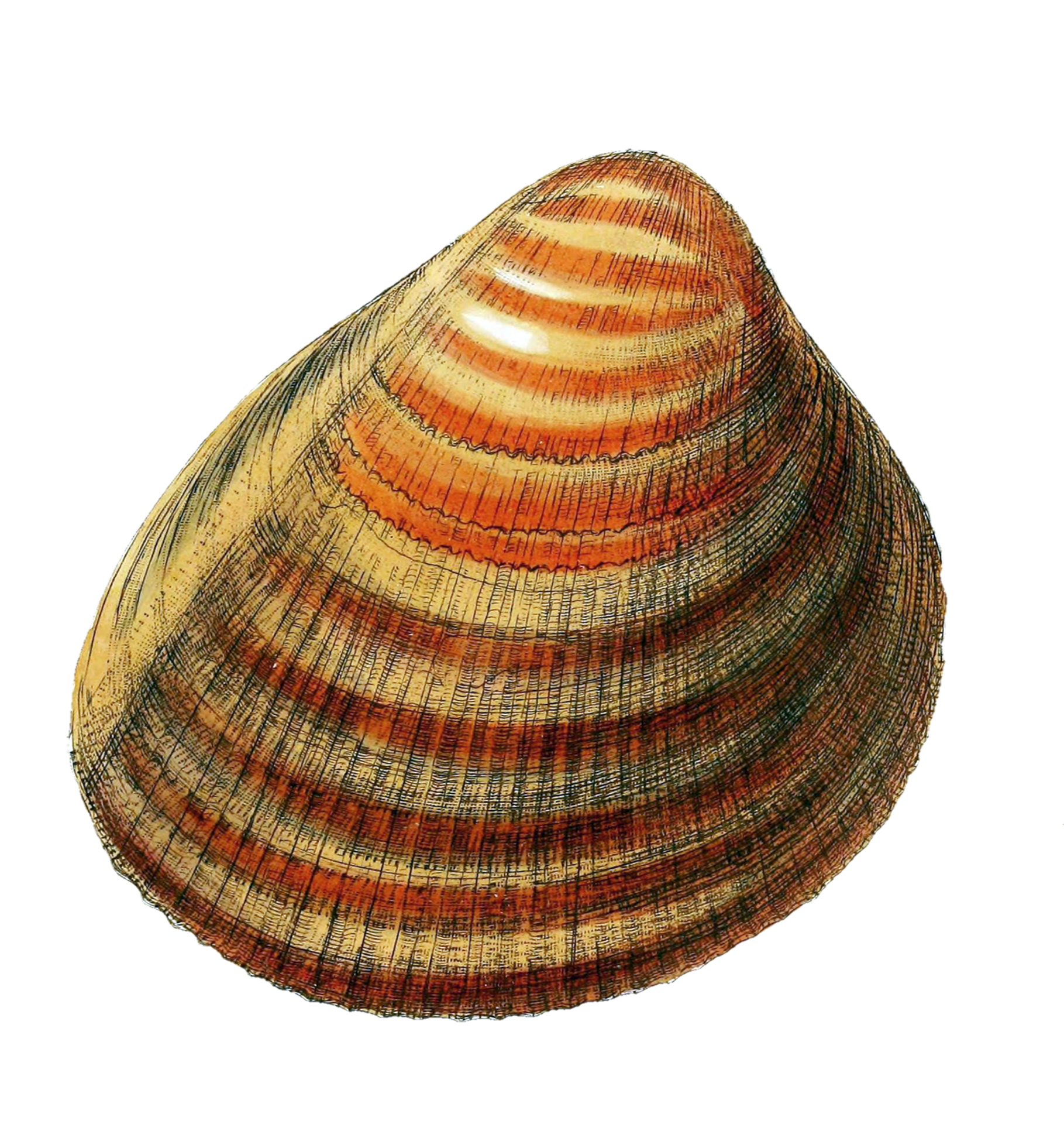 Shell Snail Vintage Art