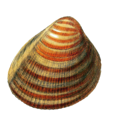 Shell Snail Vintage Art