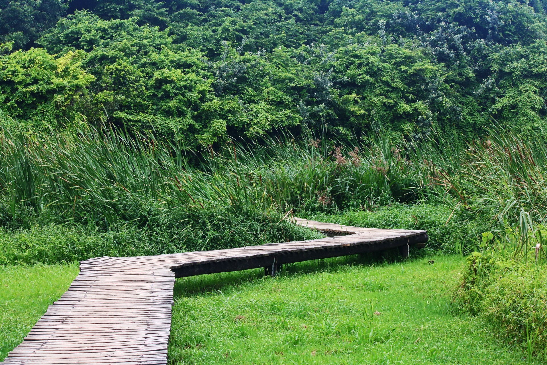Platform stretching over wetland area