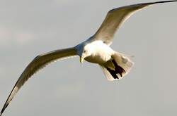 Bird - flying seagull