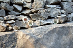 Shuttlecocks lodged in rock wall