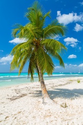 Tropical palm trees in Caribbean