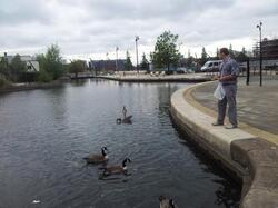 Geese