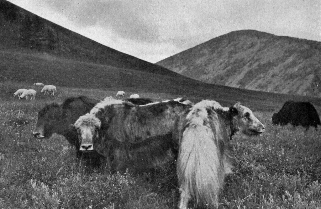 Tibetan Yaks