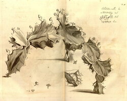 Hortus Malabaricus