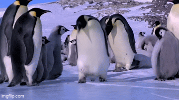 Penguin fall on ice funny unixcop.com