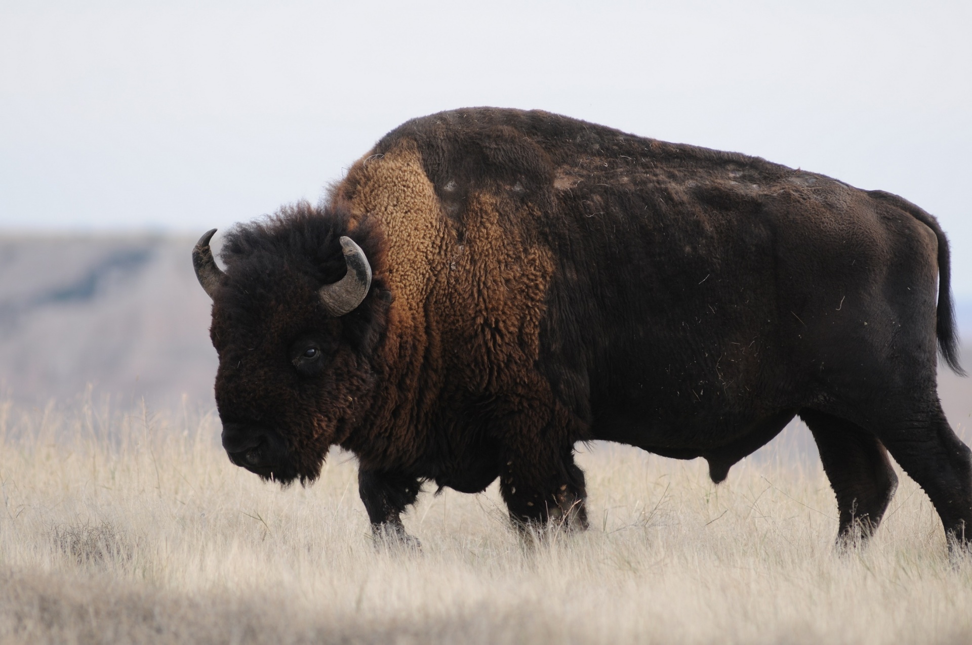 Bison Buffalo Portrait