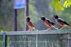 Cheer mynas photo background