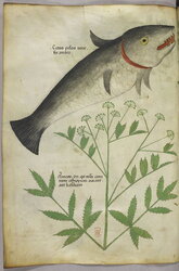 A plant and a fish.