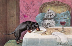 Dachshund eating sleeping dogs food