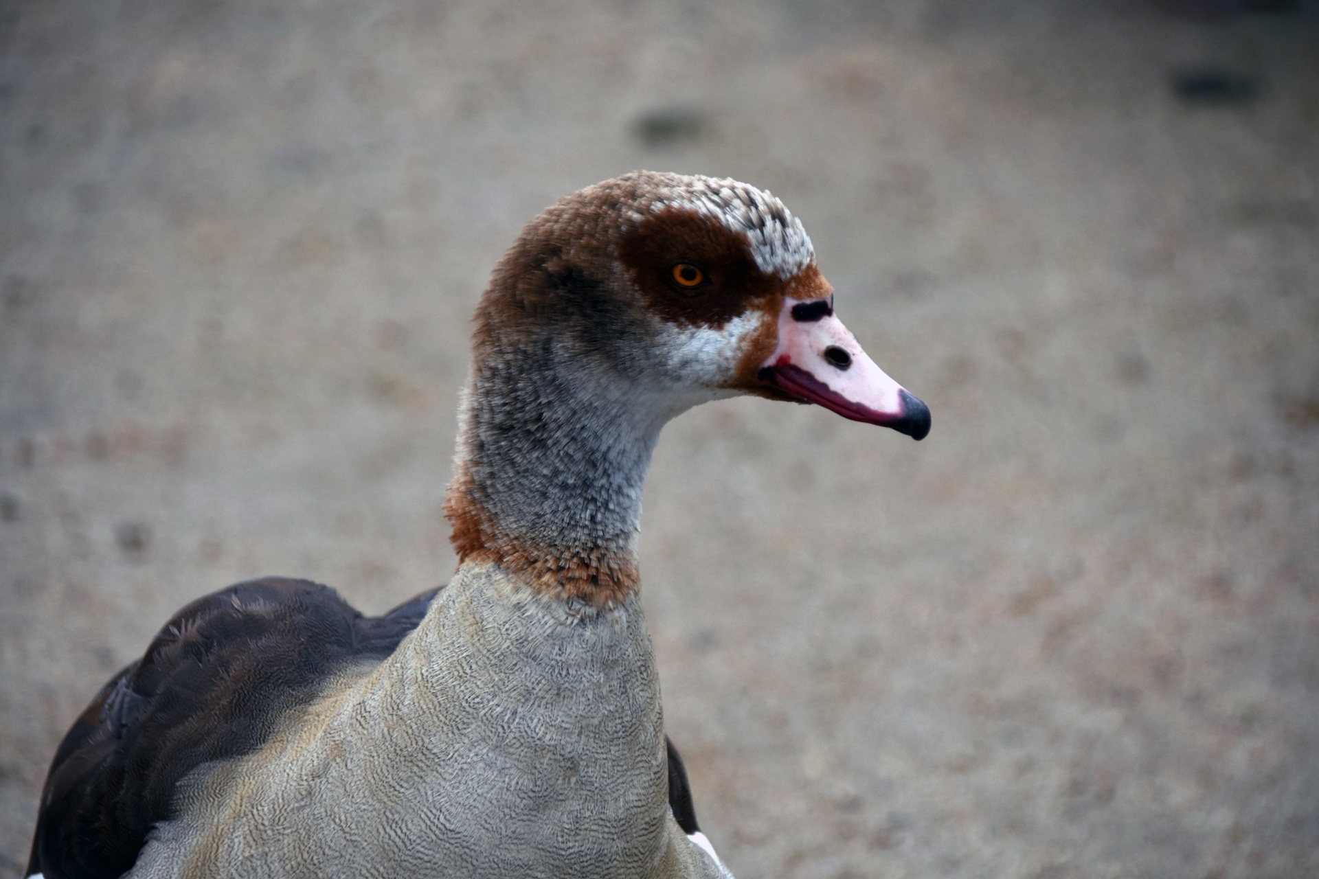 Egyptian duck