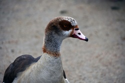 Egyptian duck