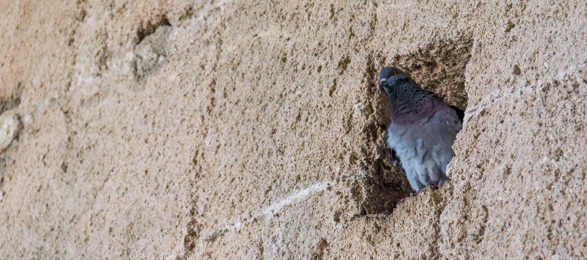 Stone wall with a pigeon perched