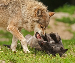 Wolves