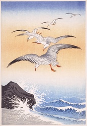 Seagulls Birds Sea Vintage