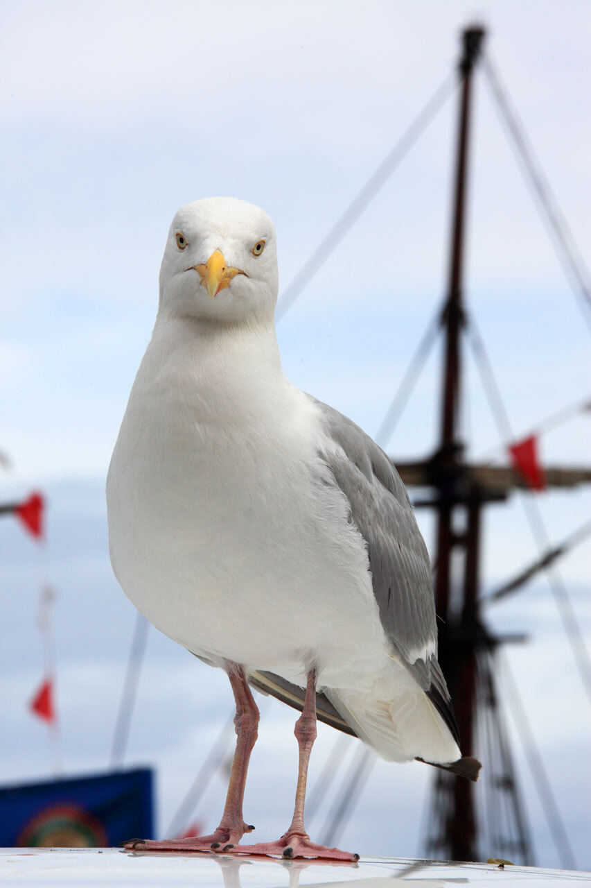 Seagull and Boat
