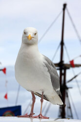 Seagull and Boat