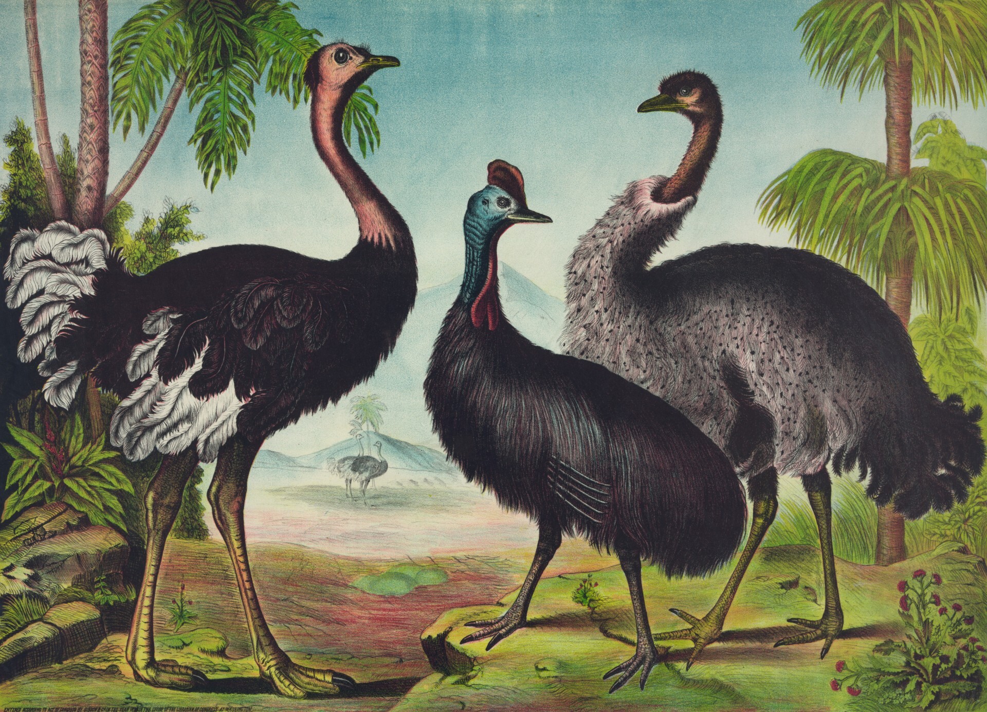 The Ostrich